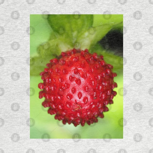 Red berry of Potentilla indica - mock strawberry by SDym Photography